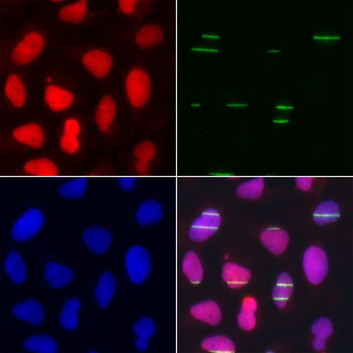 Polyclonal Rabbit anti-Human POLE3 / DNA Polymerase Epsilon Antibody (IHC, IF, WB)