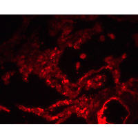 SPNS1 / Spinster Antibody