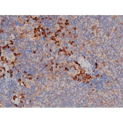 Polyclonal Rabbit anti-Human HSP90AB1 / HSP90 Alpha B1 Antibody (phospho-Ser254, IHC, IF, WB)