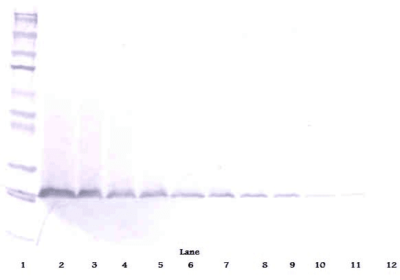 NRTN / Neurturin Antibody