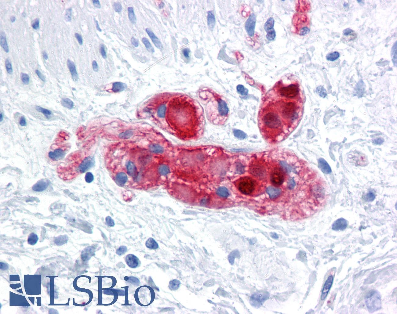 PathPlus™ SCGN / Secretagogin Antibody (clone 2G7)