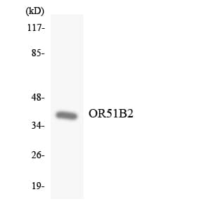 OR51B2 Antibody (aa186-235)