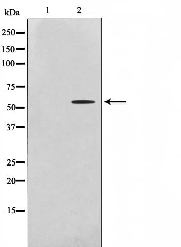 SRC Antibody