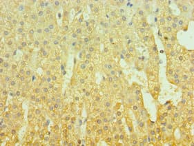 GAL / Galanin Antibody (aa20-123)