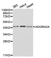 ADORA2A/Adenosine A2A Receptor Antibody