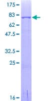 Human IRF4 Protein (Recombinant GST)