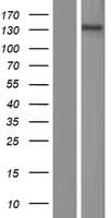 PLEKHA6 Protein (Over-Expression Lysate Myc-DDK (Flag))