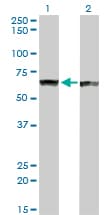 IHC-plus™ PTBP1 Antibody (clone 3H8)
