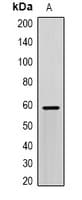 SCP2 / SCPX Antibody