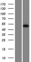 SNX31 Protein (Over-Expression Lysate Myc-DDK (Flag))