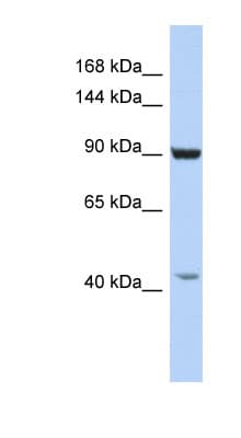 GRIP1 Antibody (aa950-999)