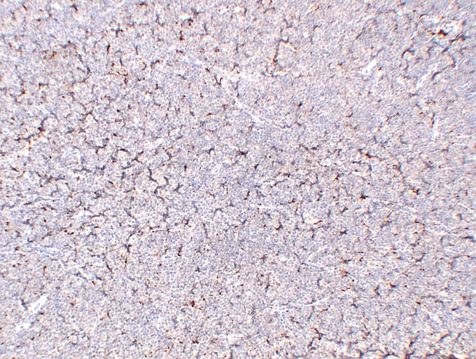 CD68 Antibody (clone ABT-CD68)