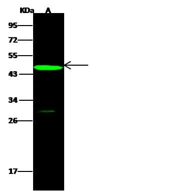 NGFR / CD271 / TNR16 Antibody (Preservative Free)