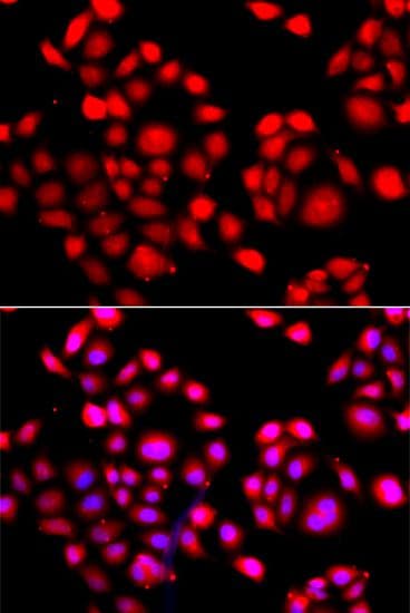 PRDM14 Antibody