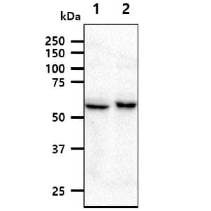 NMT1 Antibody (clone AT2C8)