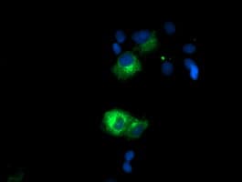 Monoclonal Mouse anti-Human Paraplegin / SPG7 Antibody (clone OTI1D10, IF, WB)