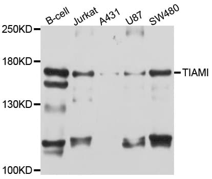 IHC-plus™ TIAM1 Antibody