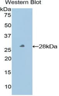 HLA-E Antibody (aa136-350)