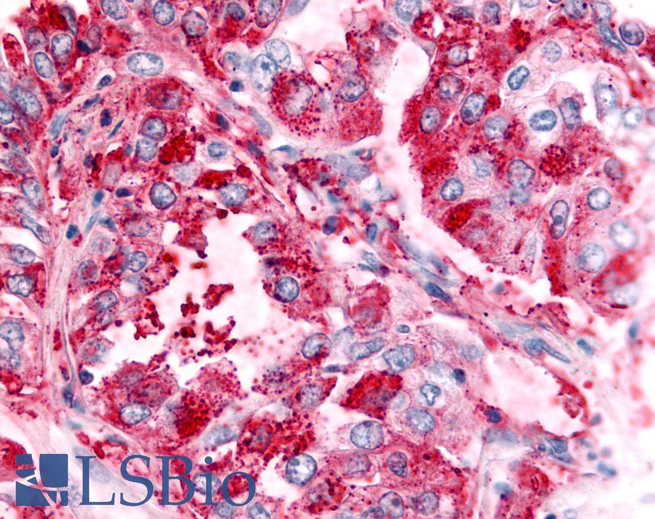 PathPlus™ GPR151 Antibody (C-Terminus)
