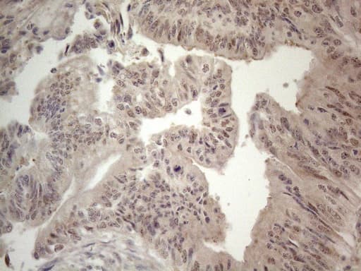 Monoclonal Mouse anti-Human ZNF69 Antibody (clone OTI4A4, Carrier-free, IHC, WB)