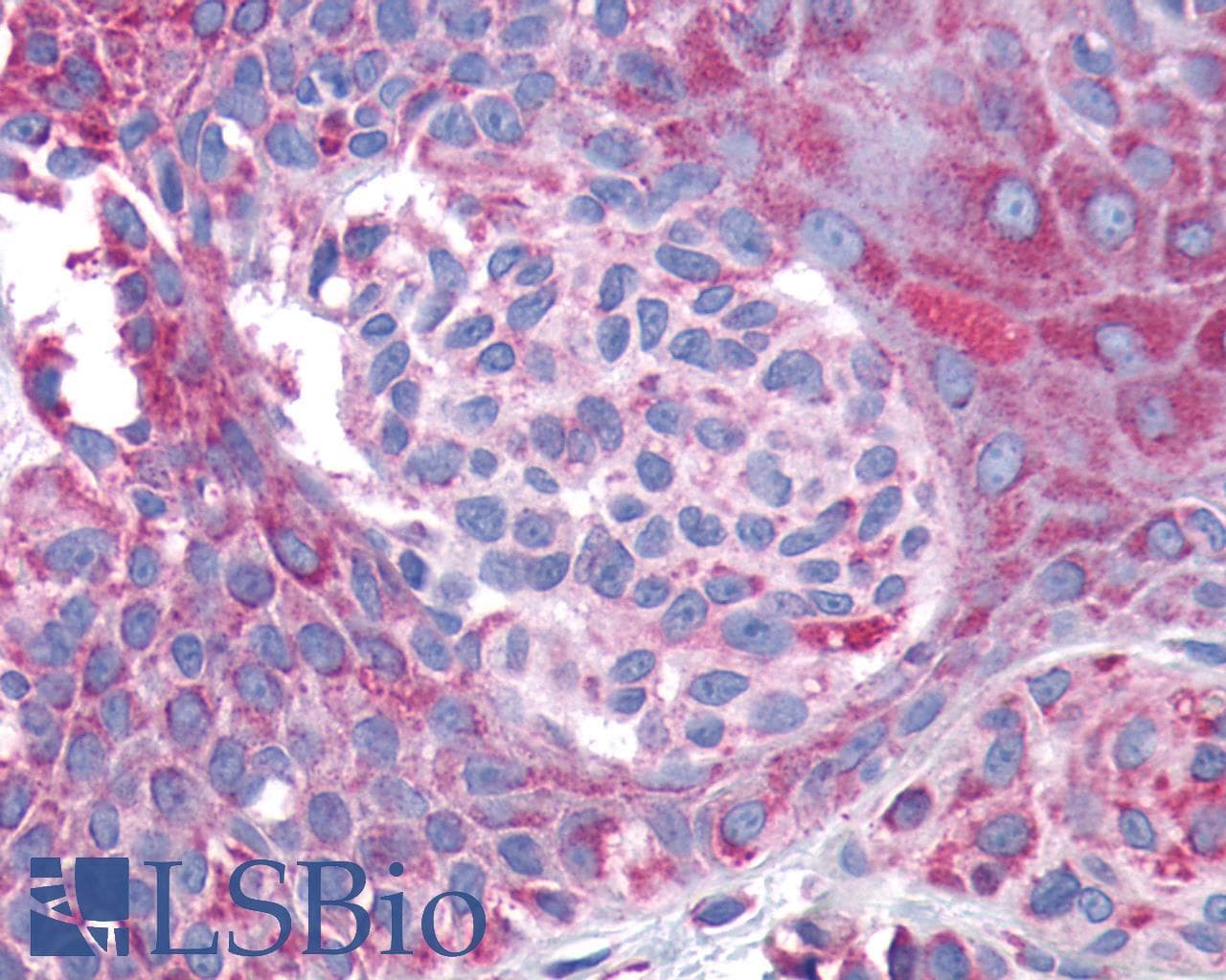 PathPlus™ GPR132 / G2A Antibody (Cytoplasmic Domain)