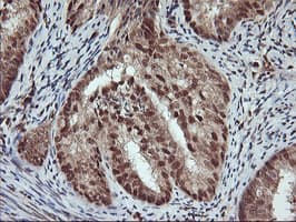 NHEJ1 / XLF Antibody (clone OTI1F3)