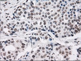 PRKY Antibody (clone OTI6H3, Carrier-free)