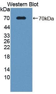 SPARCL1 / Hevin Antibody (aa298-545, FITC)