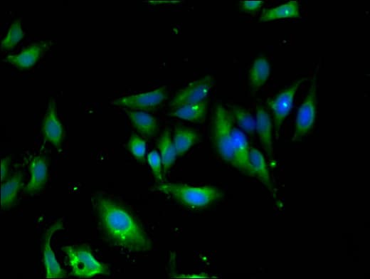 UNC13D Antibody