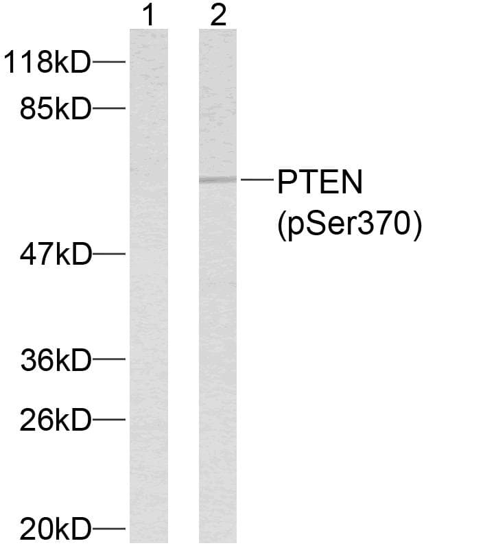 PTEN Antibody (phospho-Ser370)
