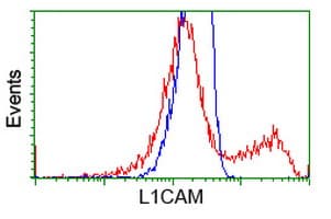 Monoclonal Mouse anti-Human L1CAM Antibody (clone OTI1A8, IF, WB)