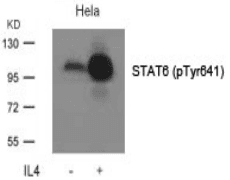 STAT6 Antibody