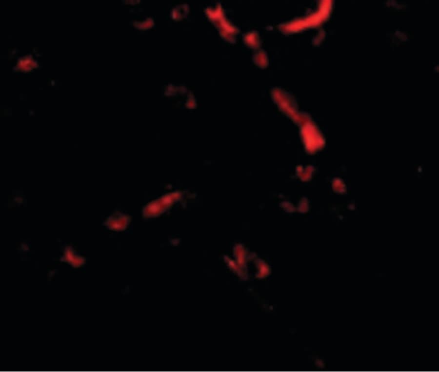 IHC-plus™ SNPH Antibody
