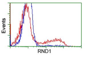 RND1 Antibody (clone OTI1C3, Carrier-free)