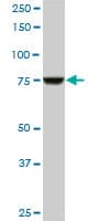 Monoclonal Mouse anti-Human CPSF3 / CPSF Antibody (clone 1H8, WB)