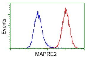 IHC-plus™ MAPRE2 / EB2 Antibody (clone 1F3)