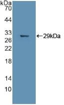 MAPK11 / SAPK2 / p38 Beta Antibody (aa38-277)