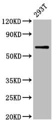 ARSH / Arylsulfatase H Antibody