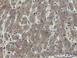 OTUB1 / OTU1 Antibody (clone OTI5B8)