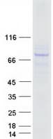 Human NGLY1 Protein (Recombinant Myc-DDK (Flag))