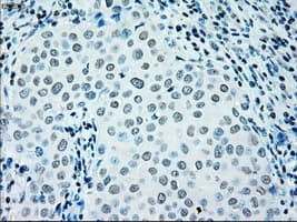 IRF3 Antibody (clone OTI5D2)