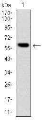 BLNK Antibody (clone 5G9)