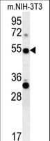 TRAF3 Antibody (aa490-517)