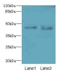 Polyclonal Rabbit anti-Human KCNK13 / THIK-1 Antibody (IHC, WB)
