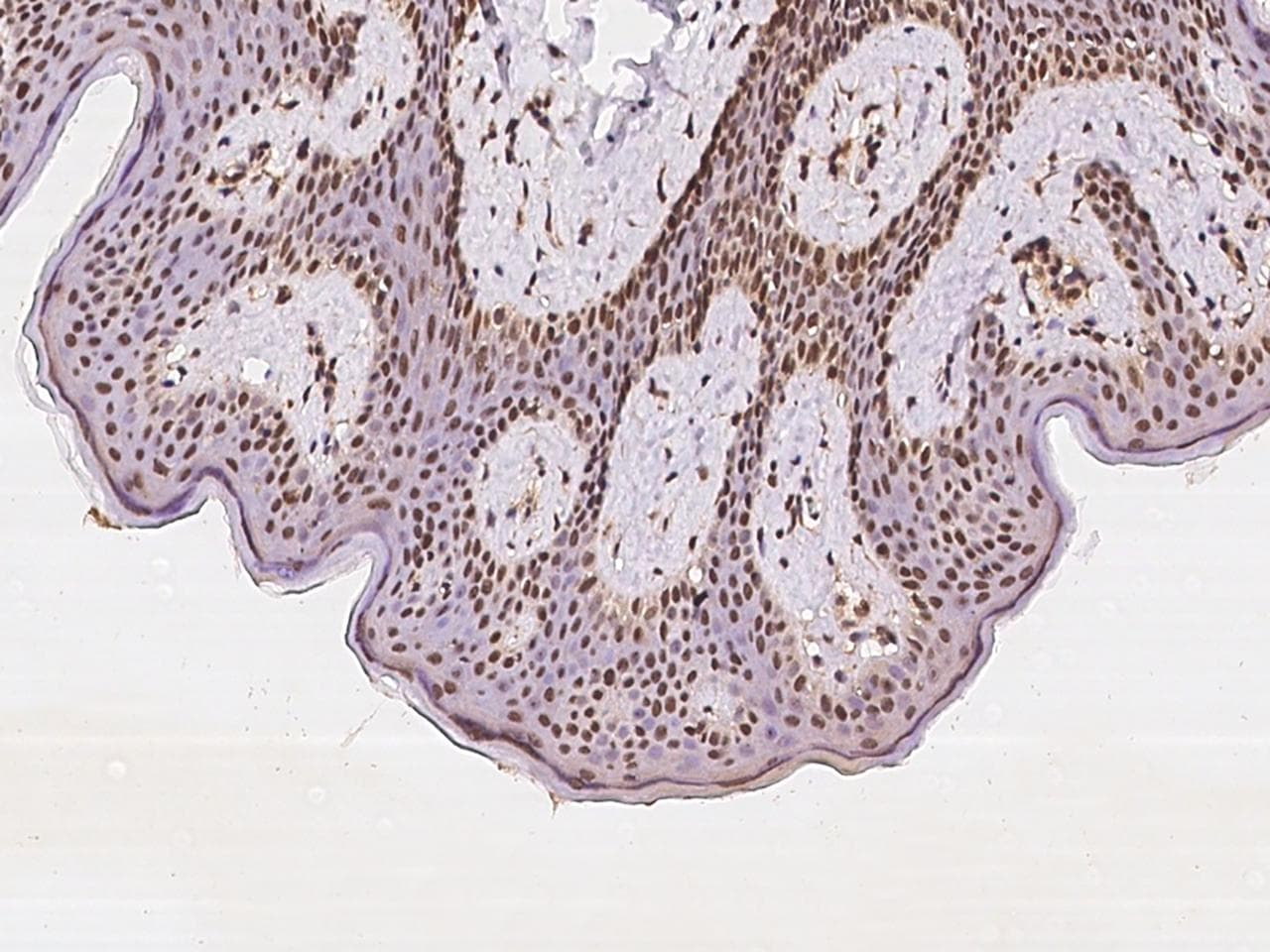 Polyclonal Rabbit anti-Human KANSL2 / C12orf41 Antibody (IHC, IF)