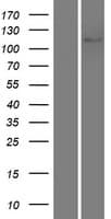 NOD3 / NLRC3 Protein (Over-Expression Lysate Myc-DDK (Flag))