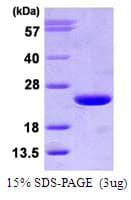 Human ARF3 Protein (Recombinant His)