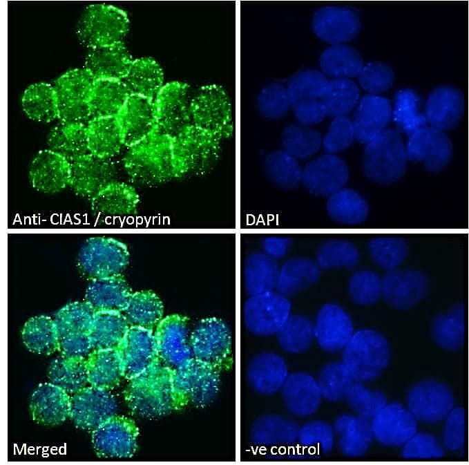 Polyclonal Goat anti-Human NALP3 / NLRP3 Antibody (C-Terminus, IHC, IF)