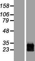 PRGP1 / PRRG1 Protein (Over-Expression Lysate Myc-DDK (Flag))