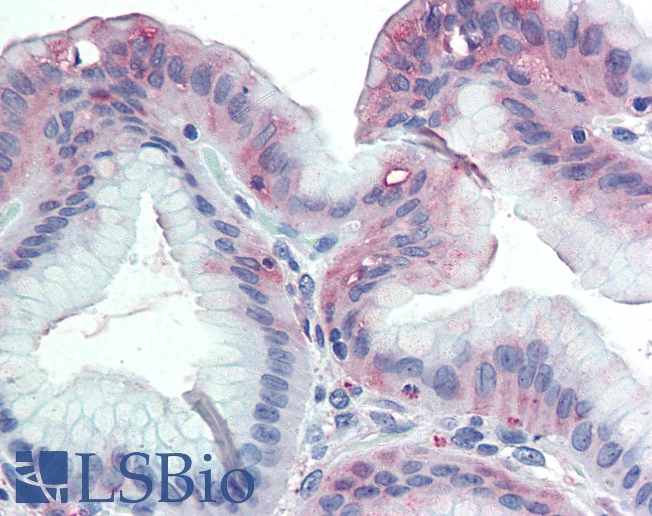 IHC-plus™ Polyclonal Rabbit anti-Human GLG1 / MG160 Antibody (Internal)